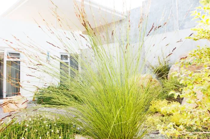 Ziergräser im Garten